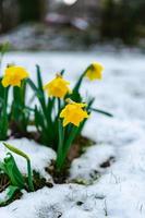 blomning narciss med regndroppar på den i vår med snö på de jord foto