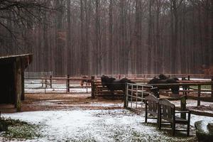 vinter- i de skog med några ponnyer och hästar och snö foto