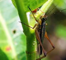 närbild fotografi, syrsor, natur foto