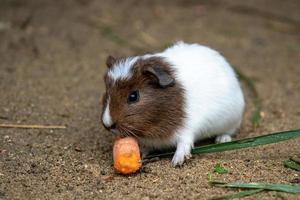 guinea gris äter morot foto