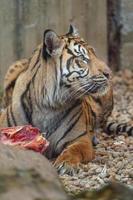 sumatran tiger äter kött foto