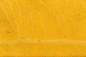 stänga upp av torr orange blad textur foto