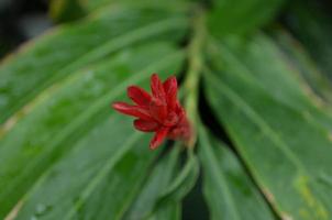 spikey röd tropisk blomma med vaxartad löv foto