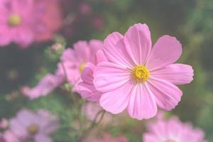 skön rosa kosmos blomma i trädgård på topp se, foto