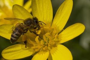 stänga upp av bi sammankomst pollen på gul blomma foto