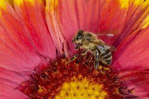 bi sammankomst pollen inuti gaillardia blomma foto