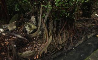 naturlig botanisk växt stor träd djungel natur tema Foto isolerat på landskap mall. stor rot gående ner till dränering avlopp flod vattenväg med många stor och små rötter.