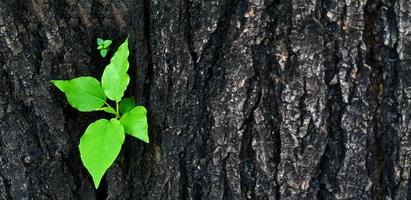 ny grön löv grodd från de trunk eller svart bark av de träd med kopia Plats. nytt född liv. skönhet av natur och naturlig tapet och makro bild begrepp. foto