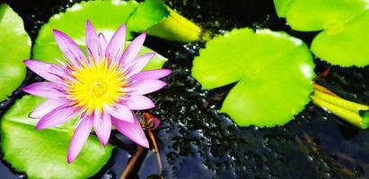 skön violett eller lila lotus blomning med grön löv på vatten för bakgrund. skönhet av natur, kronblad, pollen och form begrepp foto