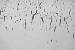 grunge täcka över lager. abstrakt svart och vit vektor bakgrund. svartvit årgång yta med smutsig mönster i sprickor, färg måla är peeling på bakgrund textur foto