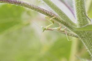 grön bönsyrsa Sammanträde upside ner på stam foto