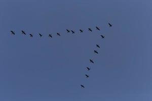 flock av bra skarvar flygande i en blå himmel foto