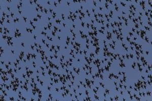 stänga upp av flock av starar flygande i en himmel foto