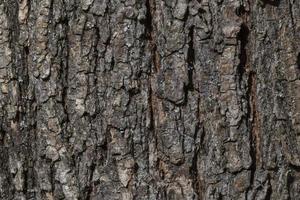grå bark av träd textur foto