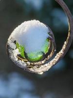 vinter- tid i de trädgård foto