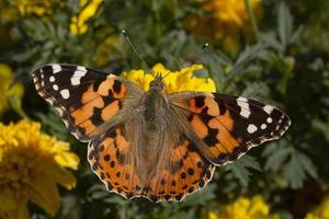 målad lady fjäril Sammanträde på gul ringblomma blomma foto