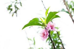 persika blomma blomma naturlig bakgrund.persika blommor rosa i trädgård foto