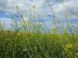 senap växter odla, sarso khet har gul växande blomma blomma, oljeväxter under blå himmel foto