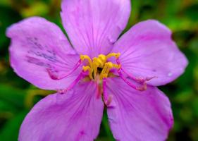 senduduk eller känd vetenskapligt som melastom malabathricum, skön lila blomma, blomma tapet foto