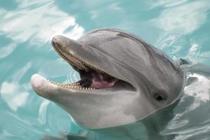 de delfin stänga se i cozumel ö delfinarium foto