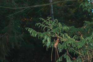 närbild av en gren av cypress chamaecyparis pisifera i en häck i en trädgård i vinter. foto