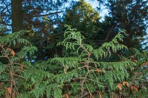 närbild av en gren av cypress chamaecyparis pisifera i en häck i en trädgård i vinter. foto