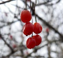 korall viburnum eller viburnum opulus, grenar utan löv, röd frukt. röd bär av viburnum efter vinter- på en suddig bakgrund. vår säsong. foto