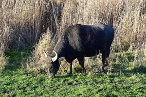 vatten buffel äter grön gräs foto