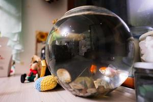 ljus små guldfiskar i runda glas akvarium på tabell i barn rum. foto