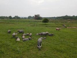 buffel betning gräs i fält foto