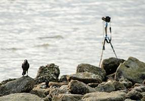 en kråka stå bredvid kamera på sten nära kust foto