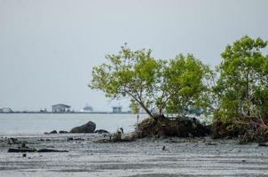 mangrove träd på kust foto