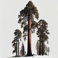 massor av kalifornien redwoods i främre av en vit bakgrund - ai genererad bild foto