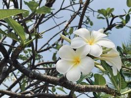 vit frangipani, vit plumeria, tempel träd, kyrkogård träd, de blommor blomning i de trädgård se skön, frangipani, plumeria, tempel träd, kyrkogård träd där är många i de tropisk zon. foto