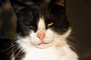 porträtt av katt med svart och vit päls foto