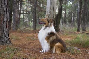 gyllene collie hund i de fält foto