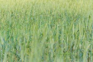 defocused bakgrund av grön vete plantage i de fält foto