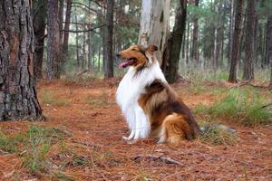 gyllene collie hund i de fält foto