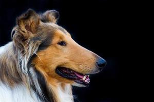porträtt av gyllene collie hund på svart bakgrund foto