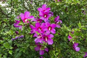 hibiskus syriacus under de regn nationell blomma av söder korea foto