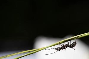 en närbild svart myra krypande på grön stam växt foto