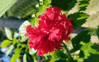 en röd hibiskus blomma med grön löv stänga fotografi foto