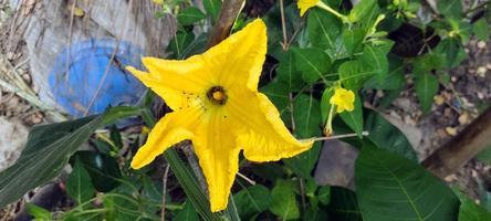 en gul blomma med en stor blomma kallad de smörblomma foto