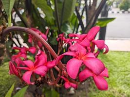 en stänga upp av plumeria rubra blomma foto