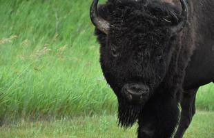 amerikan buffel med en lugna uttryck på hans ansikte foto