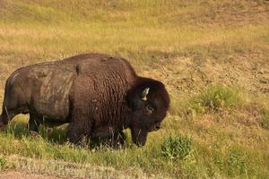 bison slingrande i en gräs fylld fält foto