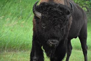 tittar direkt in i ansiktet på en buffel foto