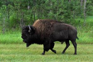 amerikan bison gående genom en gräs fält foto