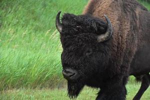 Fantastisk sida profil av ett amerikan bison foto