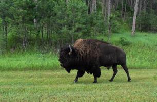 amerikan bison slingrande förbi skogsmarker i söder dakota foto